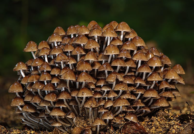 Forest-Inspired Tokens