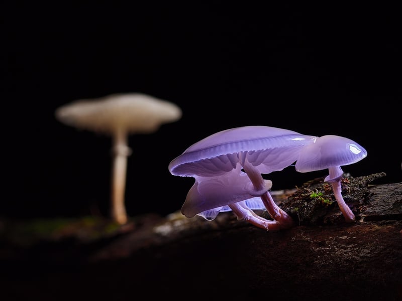 Forest Mushrooms